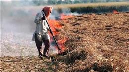 Haryana: गेहूं के फाने जलाने के मामलों ने तोड़ा 5 साल का रिकॉर्ड, ये जिला रहा सबसे आगे