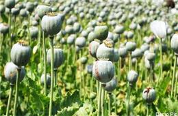 Shimla: सेब के बगीचे में लहलहा रही थी अफीम की खेती, पुलिस ने 350 पौधे किए नष्ट, आरोपी फरार