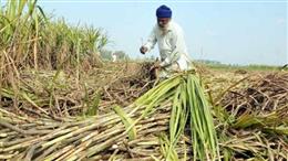 पंजाब में पहली बार गन्ने के 100 प्रतिशत बकाए का निपटारा, भगवंत मान सरकार ने साल 2025-26 के पिढ़ाई सीजन के दौरान किसानों को 695.36 करोड़ रुपये का भुगतान किया