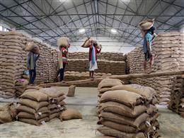 BIRC सर्वे: खाड़ी की अस्थिरता के बीच विदेशी चावल खरीदार अब सीधे भारत का कर रहे रुख 