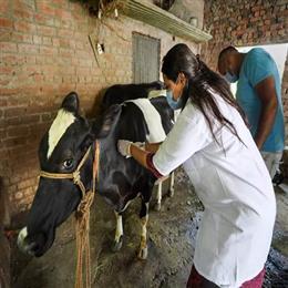 लंपी स्किन बीमारी : अब तक 36.18 करोड़ से अधिक मवेशियों को एलएसडी प्रतिरोधी टीका लग चुका है