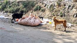 आवारा कुत्तों-बंदरों के आतंक पर नगर निगम सदन में हंगामा