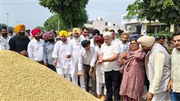 पंजाब की अनाज मंडियों में अब तक 8.50 लाख मीट्रिक टन धान की आवक, 7.50 लाख मीट्रिक टन की खरीद: लाल चंद कटारूचक
